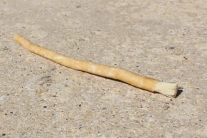 Organic Toothbrush Sand