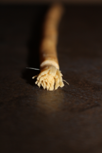 Organic Toothbrush